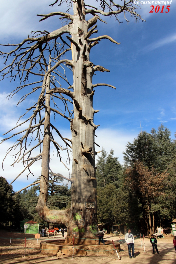 Le cèdre Gouraud en 2015. / Monumentaltrees